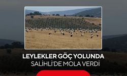 Leylekler göç yolunda Salihli'de mola verdi