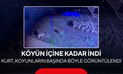 Gece yarısı yerleşim yerine inen kurt güvenlik kamerasına böyle yakalandı...