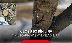 Kilosu 50 bin lira: 11 yıl sonra hasat başladı