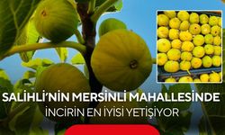 Salihli'nin Mersinli Mahallesi'nde incir bereketi