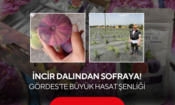 İncir dalından sofraya! Gördes’te büyük hasat şenliği