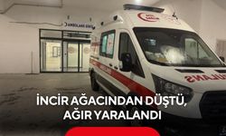 İncir ağacından düştü, ağır yaralandı