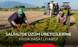 Salihli'de üzüm üreticilerine kritik hasat uyarısı! Tarım Müdürlüğü tek tek açıkladı