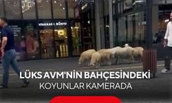 Kahvehanede oyunu bıraktılar! Çatıda gördükleri şey şaşkına çevirdi