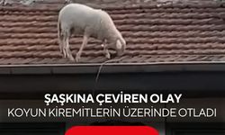 Kahvehanede oyunu bıraktıran görüntü! Koyun çatıda otlarken yakalandı