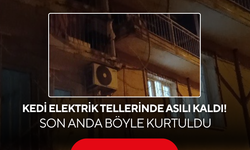 Kedi elektrik tellerinde asılı kaldı! Son anda böyle kurtuldu