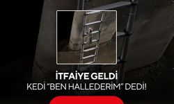 Kedinin kurtarma operasyonu şaşırttı! İtfaiye merdivenini kendi tırmandı