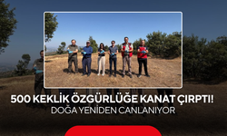 500 Keklik Özgürlüğe Kanat Çırptı! Doğa Yeniden Canlanıyor