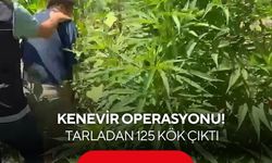 Kenevir operasyonu! Tarladan 125 kök çıktı