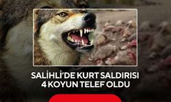 Salihli’de kurt saldırısı: 4 koyun telef oldu