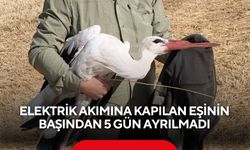 Leyleğin vefası yürekleri burktu: 5 gün boyunca eşini bekledi
