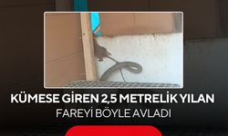 Manisa’da 2,5 metrelik yılan dehşeti! Kümesin içine girip dev fareyi böyle yakaladı...
