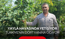 Manisa’da bu börülce kapış kapış gidiyor! Günlük 3-4 ton satılıyor
