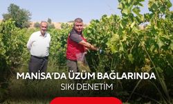 Manisa’da üzüm bağlarında sıkı denetim! Numuneler tek tek alındı...