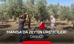 Manisa’da zeytin üreticileri dikkat! Zeytin sineğine karşı alarm
