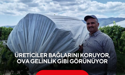 Üreticiler bağlarını koruyor, ova gelinlik gibi görünüyor