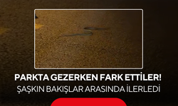 Salihli’de Parkta Gezerken Fark Ettiler! Şaşkın Bakışlar Arasında İlerledi