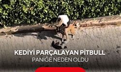 Pitbull dehşeti kamerada! Kediyi parçaladı, sahibi ‘Polisi aramayın’ diye yalvardı...