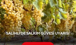 Salihli'de salkım güvesi alarmı: İlaçlama tarihleri açıklandı