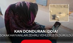 Sokak hayvanlarına ölüm tuzağı! Zehirli tavuk parçaları yol kenarına bırakıldı...