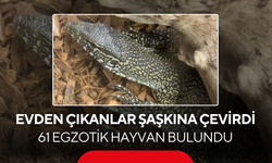 Evden çıkanlar şaşkına çevirdi... 61 egzotik hayvan bulundu