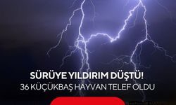 Sürüye yıldırım düştü! 36 küçükbaş hayvan telef oldu