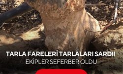 Yağışlar sonrası çoğaldılar! Tarla fareleri çiftçiyi alarma geçirdi...
