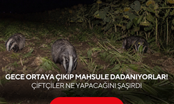 Tarlalarına gece baskını başladı! Ayı ve domuzdan sonra şimdi de bu...