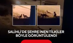 Salihli’de gece sürprizi! Tilkiler şehir merkezine indi