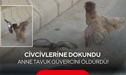 Tavuk ile güvercinin kavgası kamerada