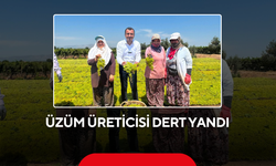 Üzüm üreticisi dert yandı