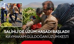 Salihli’de üzüm hasadı başladı! Kaymakam Güldoğan bağa girip üzüm kesti