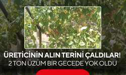 Üreticinin Alın Terini Çaldılar! 2 Ton Üzüm Bir Gecede Yok Oldu