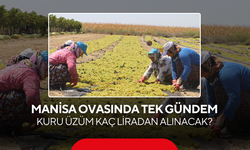 Manisa Ovasında tek gündem… Kuru üzüm kaç liradan alınacak?