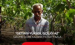 Üzümü söküp ekti, kazancı 10'a katlandı: "Getirisi yüksek, işçiliği az"