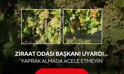 Ziraat Odası Başkanı uyardı… ‘Yaprak almada acele etmeyin’