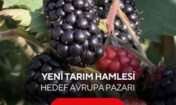 Yeni tarım hamlesi! Yetiştirilen böğürtlen Avrupa'ya ihraç edilecek...