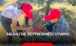 Salihli’de ‘zeytin sineği’ uyarısı