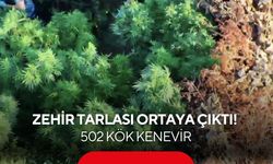 Zehir tarlası böyle ortaya çıktı! 502 kök kenevir