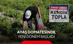 Ayaş domatesinde yeni dönem! Vatandaş tarlaya gidip kendi domatesini topluyor...