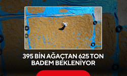 625 Tonluk Rekolte Beklentisi Üreticiyi Umutlandırdı