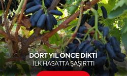 Dört yıl bekledi, ilk hasatta 7 ton aldı! | ilk hasatta şaşırttı...