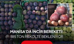 Manisa’da incir bereketi! 12 bin ağaçtan 185 ton rekolte bekleniyor