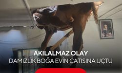 İneğin peşinden koşarken çatıya uçtu! Ev sakinleri tavandan sarkan boğayı görünce şoke oldu