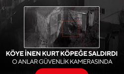 Köye inen kurt köpeğe saldırdı... O anlar güvenlik kamerasında!
