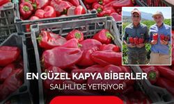 Salihli’de “Kırmızı İnci” hasadı başladı