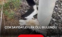 Çok sayıda leylek ölü bulundu