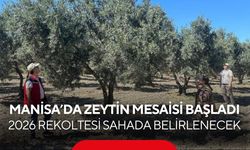 Manisa’da zeytin mesaisi başladı! 2026 rekoltesi sahada belirlenecek...