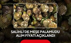 Salihli’de meşe palamudu fiyatı belli oldu: Kilosu 10,5 TL!