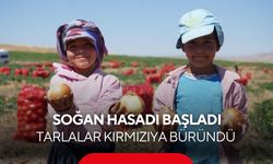 Türkiye’nin soğan tarlaları kırmızıya büründü! Başkent’te 300 kişilik mesai başladı...